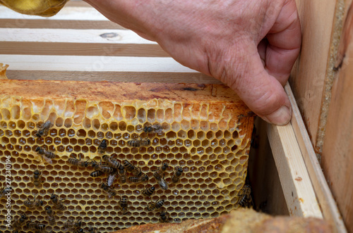 A man pulls out of the hive frame with honey and bees.