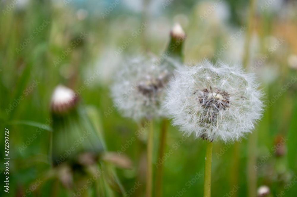 A large number of blooming dandelions among the grass. A large number of blooming dandelions among the grass.