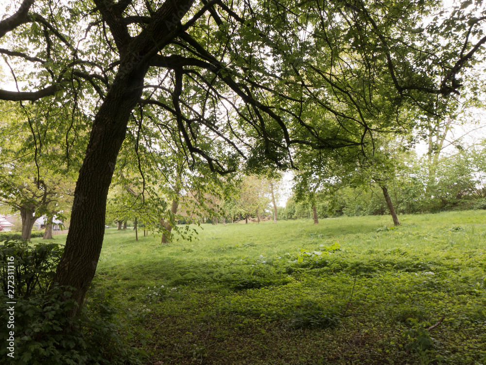Schmaler Weg über eine Wiese in Lübbecke in Ostwestfalen. Die Wiese ist mit einigen Bäumen bewachsen. Schmaler Weg über eine Wiese in Lübbecke in Ostwestfalen. Die Wiese ist mit einigen Bäumen bewachsen.