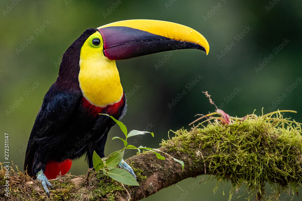 Naklejka premium Toucans