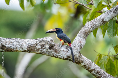 bird on a branch