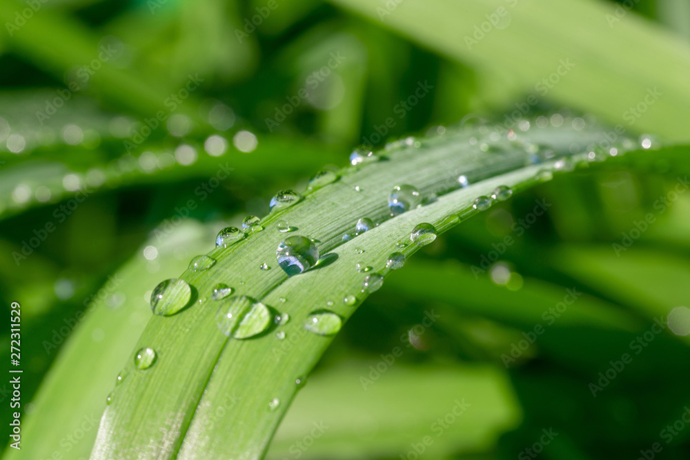 Drops of dew on green grass, closeup. Selective focus Drops of dew on green grass, closeup. Selective focus