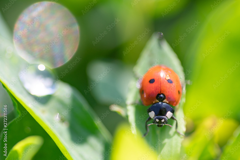 Fototapeta premium Ladybug on a green blade of grass, with a drop of dew. Close-up. Selective focus