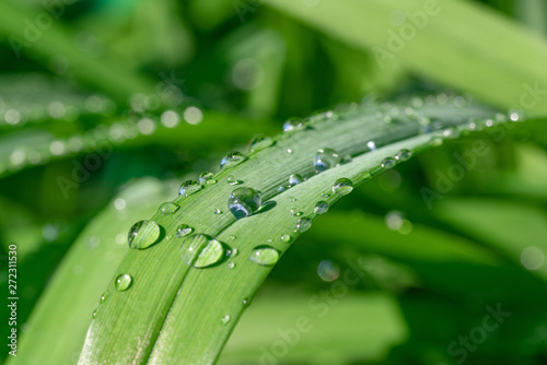 Drops of dew on green grass, closeup. Selective focus