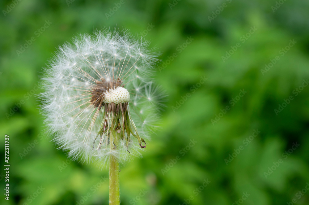 A large number of blooming dandelions among the grass. A large number of blooming dandelions among the grass.