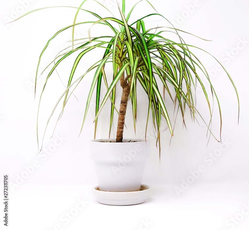 Colorful Indoor House Plant