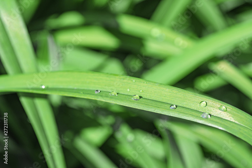 Dew drops on a green blade of grass, close-up. Selective focus