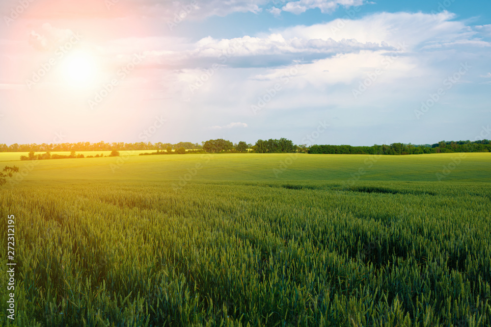 Field of ripening wheat on the background of a cloudy sky and sunlight