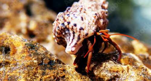 Small Mediterranean Hermit crab - Clibanarius erythropus photo