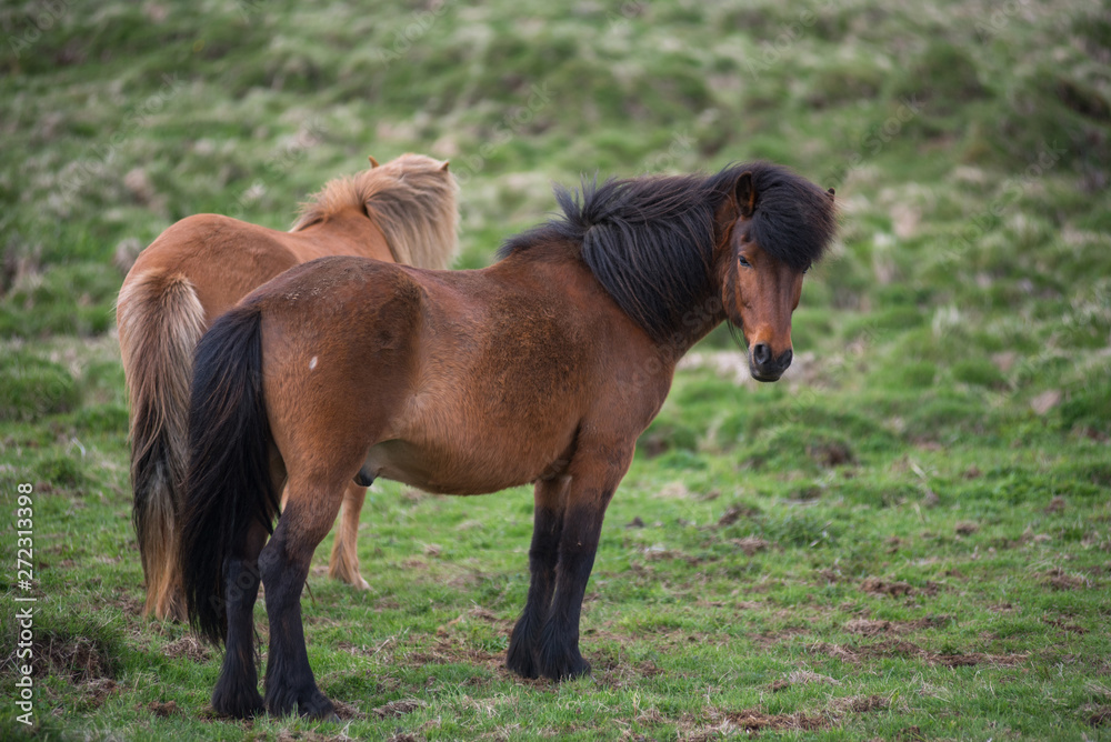 Fototapeta premium Icelandic horses in the highlands, Iceland
