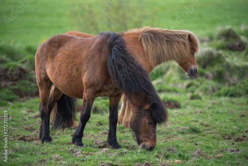 Icelandic horses in the highlands, Iceland