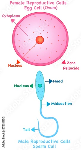 Human reproductive cells. Female cell ovum or egg, male cell sperm anatomy. Reproduction system in humans and animals. Simple annotated. White background. Editable 2d vector illustration