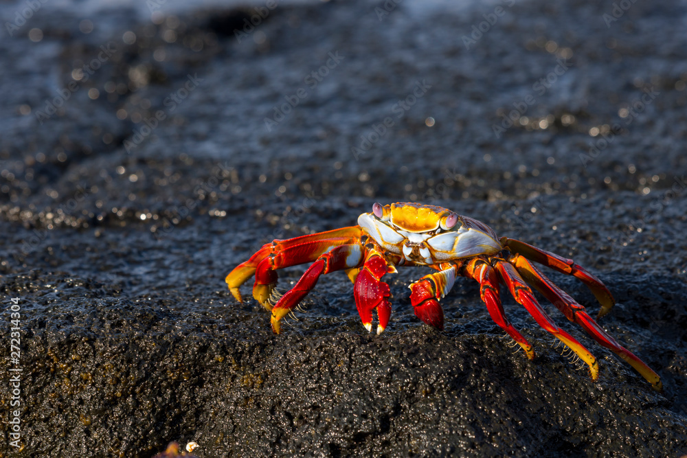 A brilliantly colored sally lightfoot crab (Grapsus grapsus)