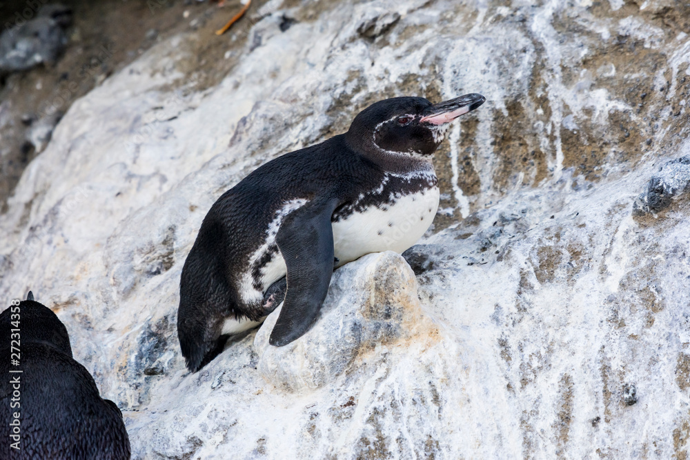Fototapeta premium Galapagos Penguin (spheniscus mendiculus) resting on the rocky shore in the Galapagos Islands.