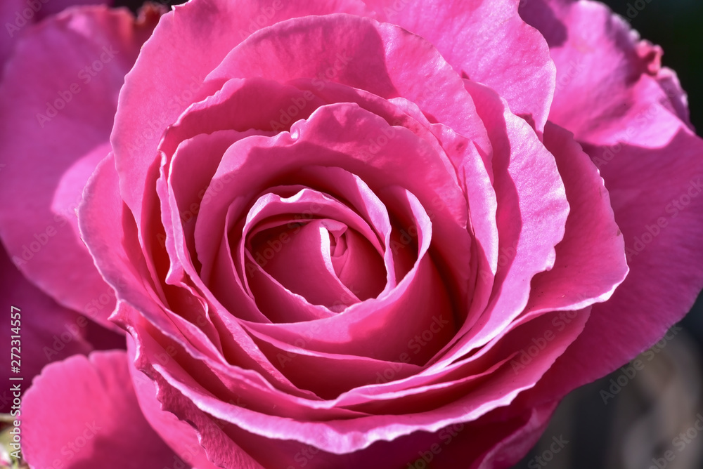 rosa Rose Blüte zart frisch zauberhaft filigran aufblühen öffnen neu rosa Rose Blüte zart frisch zauberhaft filigran aufblühen öffnen neu