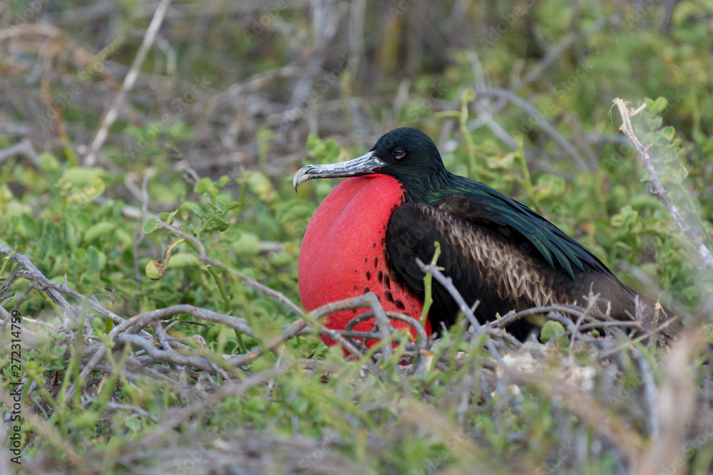 Fototapeta premium Male Great Frigatebird (Fregata minor) in Galapagos Islands, Ecuador.