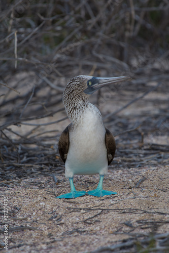 Adult Blue Footed Booby (Sula nebouxii) on the Galapagos Islands, Ecuador.