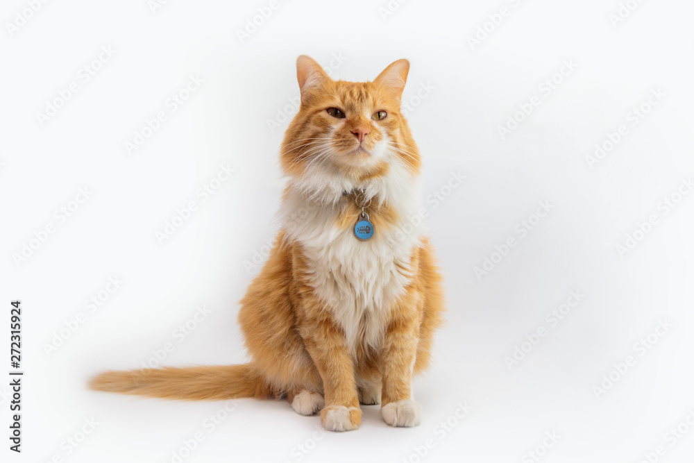 Gato peludo color naranja con blanco recortado sobre fondo blanco