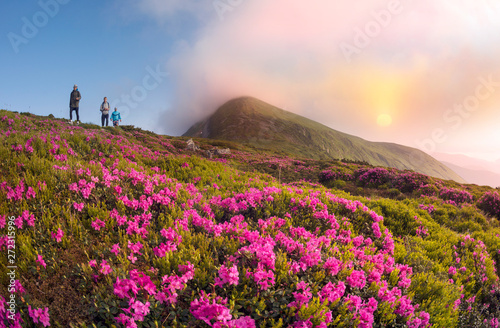 Rhododendrons on Chernogor about Goverly