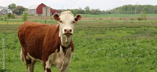 Hereford cow in the meadow looking at camera with red barn in background