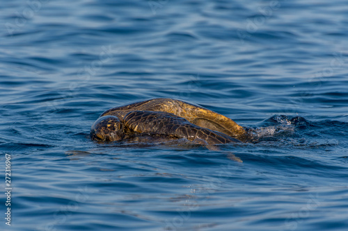 Galapagos Green Sea Turtles (Chelonia agassizii) mating in the ocean off the coast of the Galapagos Islands, Ecuador.