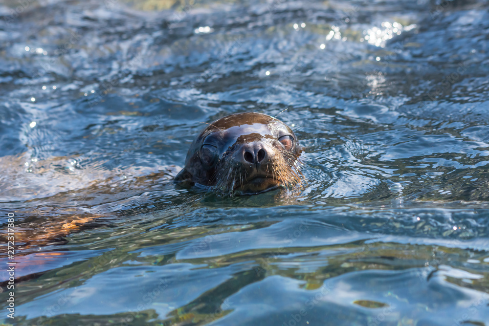A Galapagos Sea Lion (Zalophus wollebaeki) swimming on top the surface of the ocean. A Galapagos Sea Lion (Zalophus wollebaeki) swimming on top the surface of the ocean.