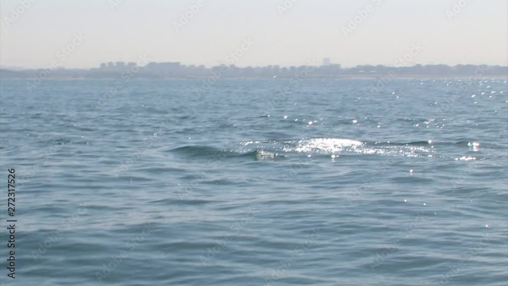 Common Dolphins swimming and jumping from the water Mediterranean sea, Israel Common Dolphins swimming and jumping from the water Mediterranean sea, Israel