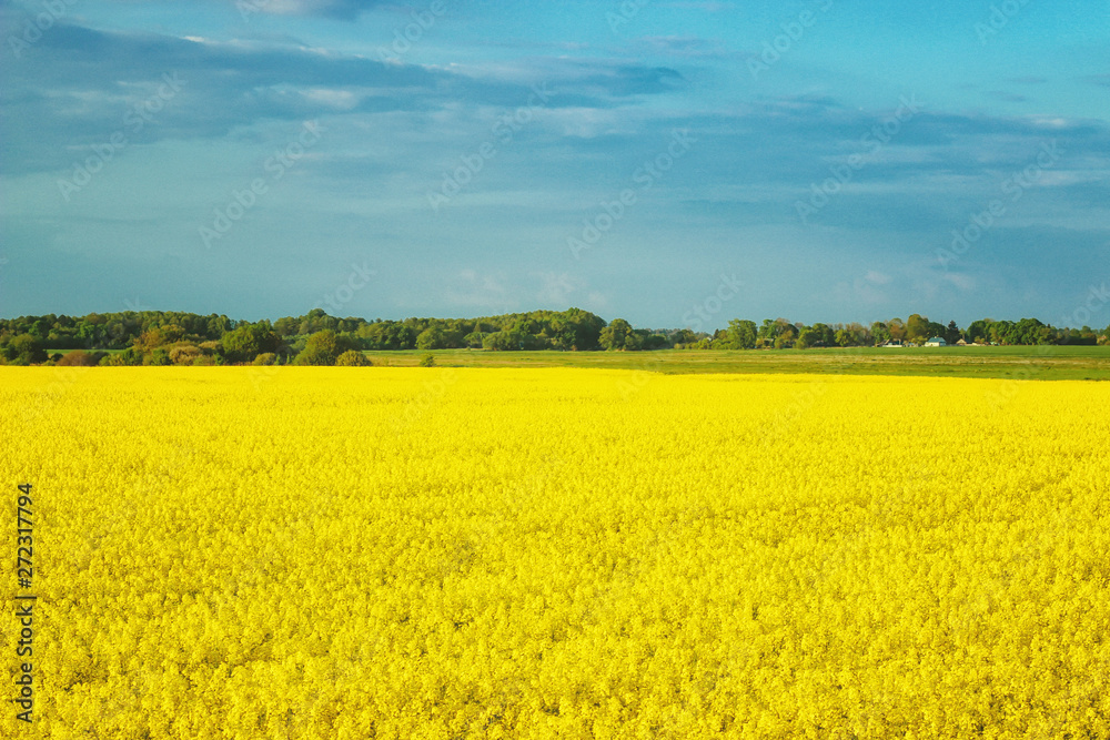 Incredible landscape with a yellow field of radish on a sunny day against the blue sky with clouds