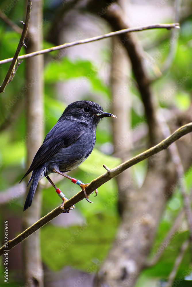 New Zealand North Island robin (Petroica longipes) portrait with research identity bands on legs New Zealand North Island robin (Petroica longipes) portrait with research identity bands on legs