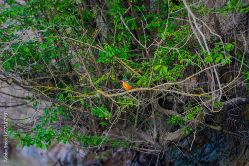 The kingfisher bird