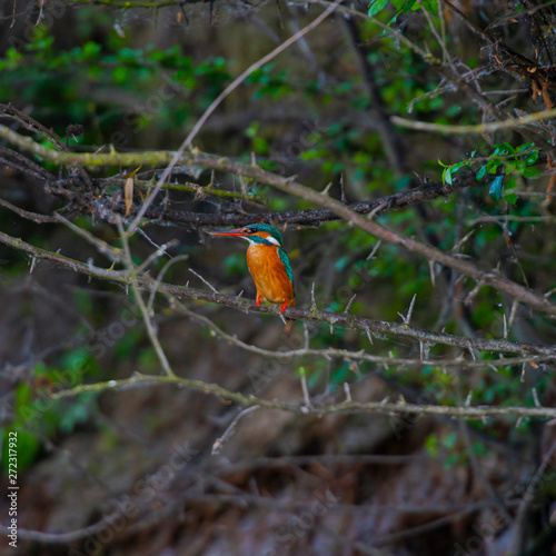 The kingfisher bird © somra