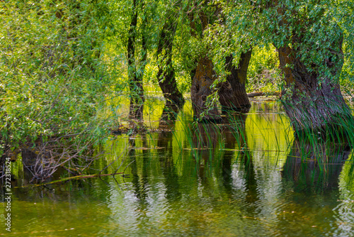 Fototapeta Naklejka Na Ścianę i Meble -  Landscape on Danube Delta