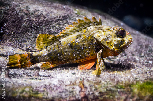 Sebastes rockfish underwater close up photo
