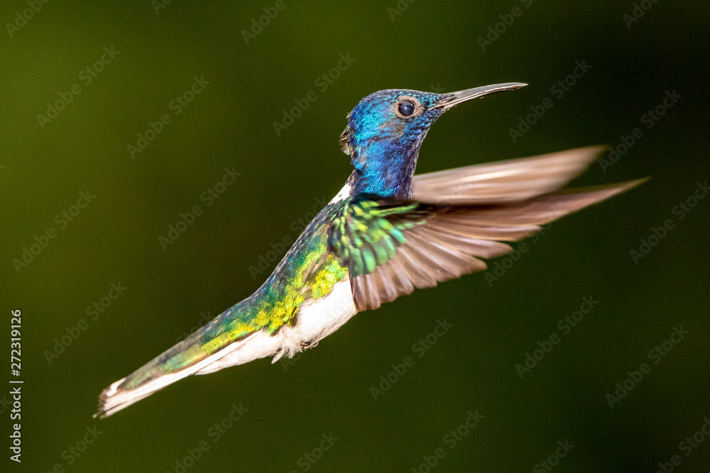 Obraz premium Hummingbird