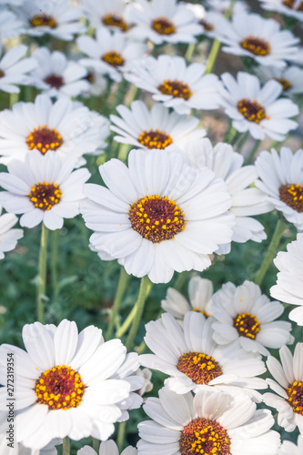 Ox Eye daisy  name of these flowers is Swamp chrysanthemum.Scientific name is Leucanthemum paludosum.