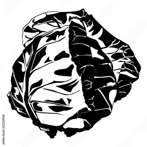 Fresh white cabbage silhouette, vector isolated illustration