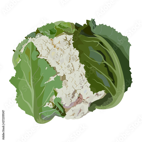 Fresh raw cauliflower, vector flat isolated illustration