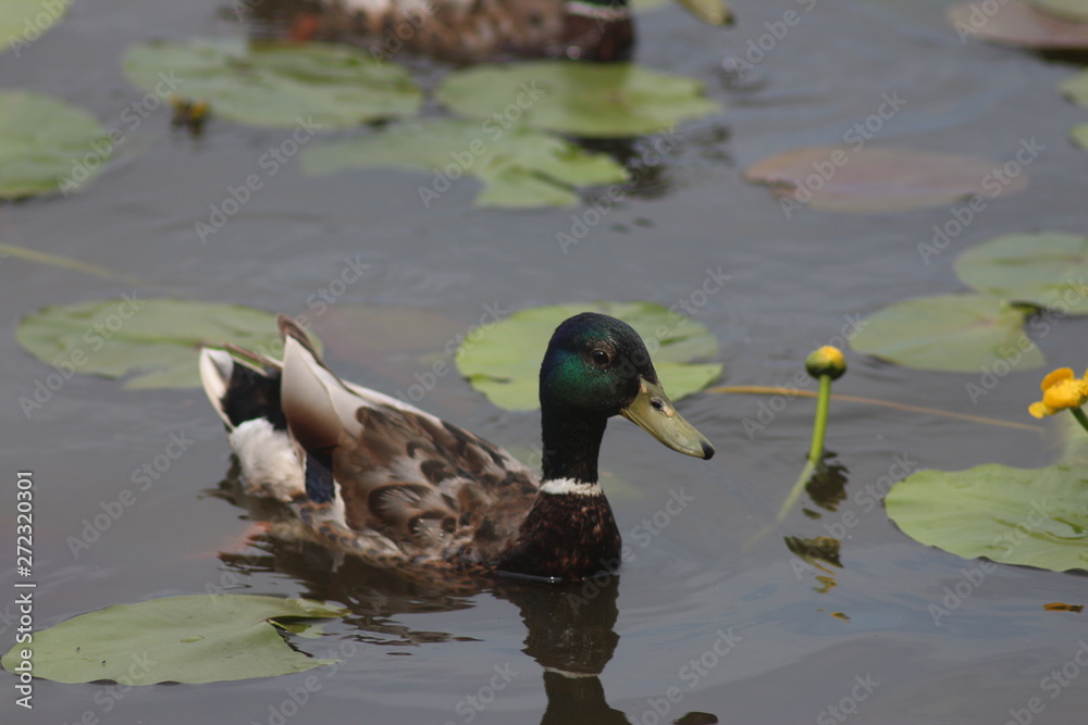 Ducks on the water Ducks on the water