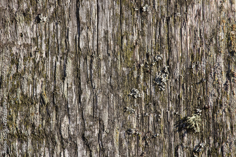 surface of the old board, texture for design surface of the old board, texture for design