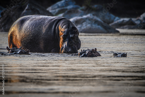 Hippos im Shire river