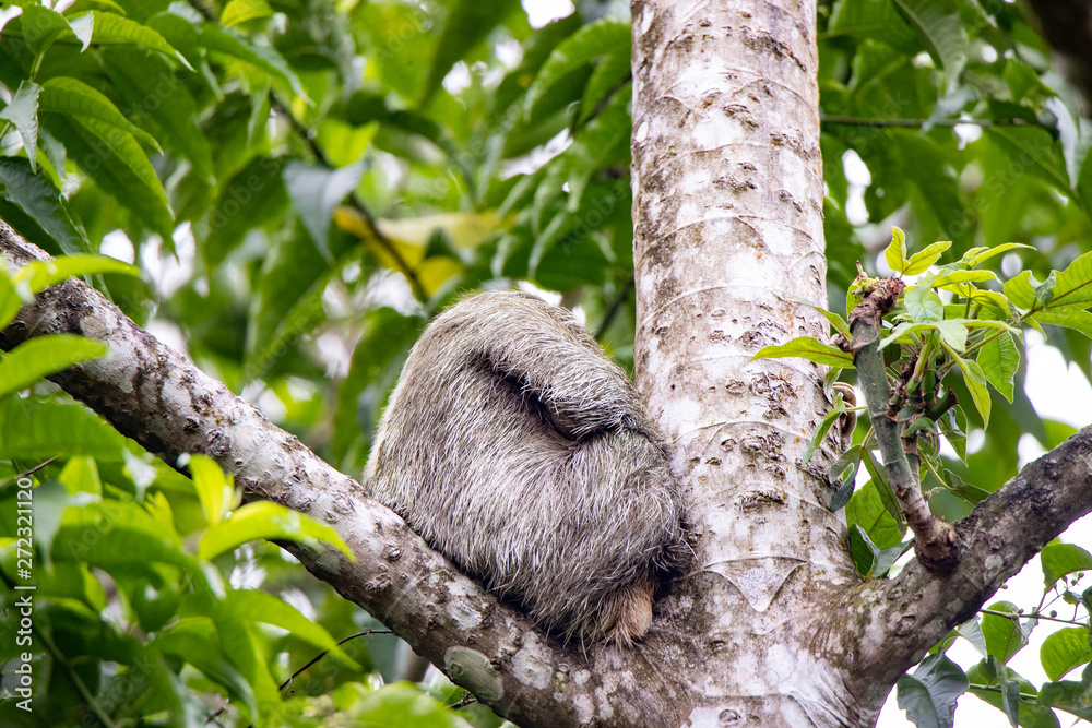 Obraz premium Sloth