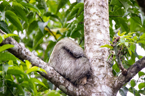 Sloth © Casey