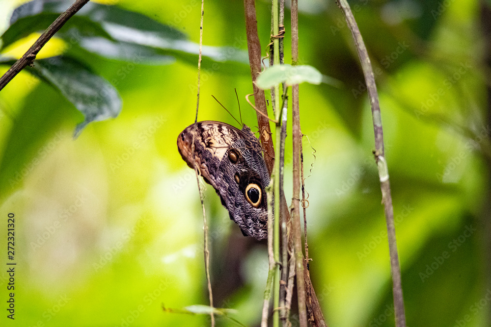 butterfly on leaf butterfly on leaf