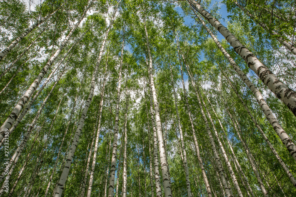 Fototapeta premium White birch trees in the forest in summer