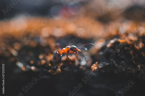 Macro photo of ants crawling on moss in the forest