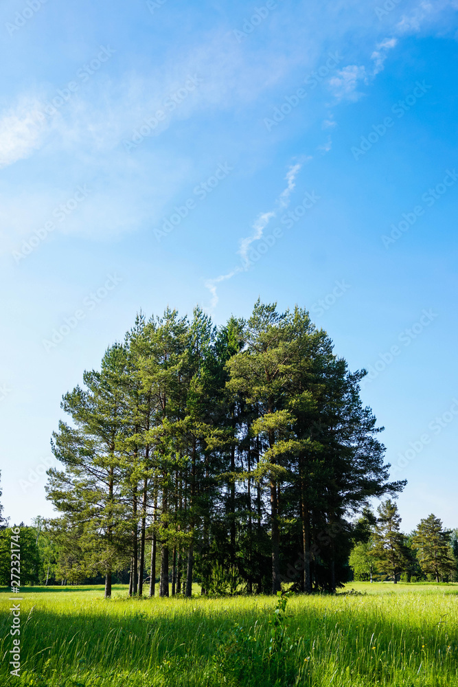 Fototapeta premium a group of pines in a field and a blue sky with light clouds