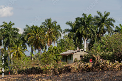 Cuban landscape. Rural countryside. Country house under the hill, surrounded by palm trees. Around Santa Clara, Cuba.
