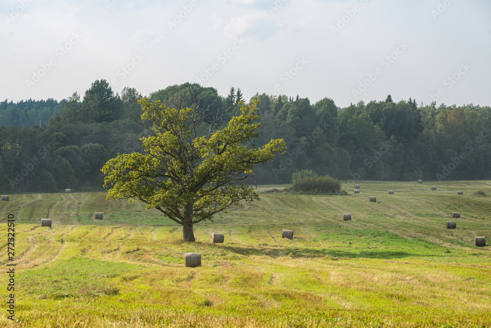 Fototapeta premium single large tree in the middle of green meadow pasture
