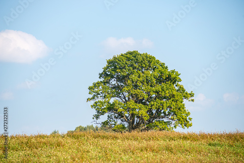 single large tree in the middle of green meadow pasture