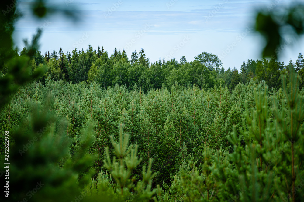green wet spruce tree branches in nature with blur background green wet spruce tree branches in nature with blur background